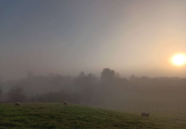 Brume et moutons