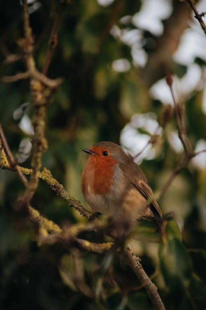 Rouge-gorge