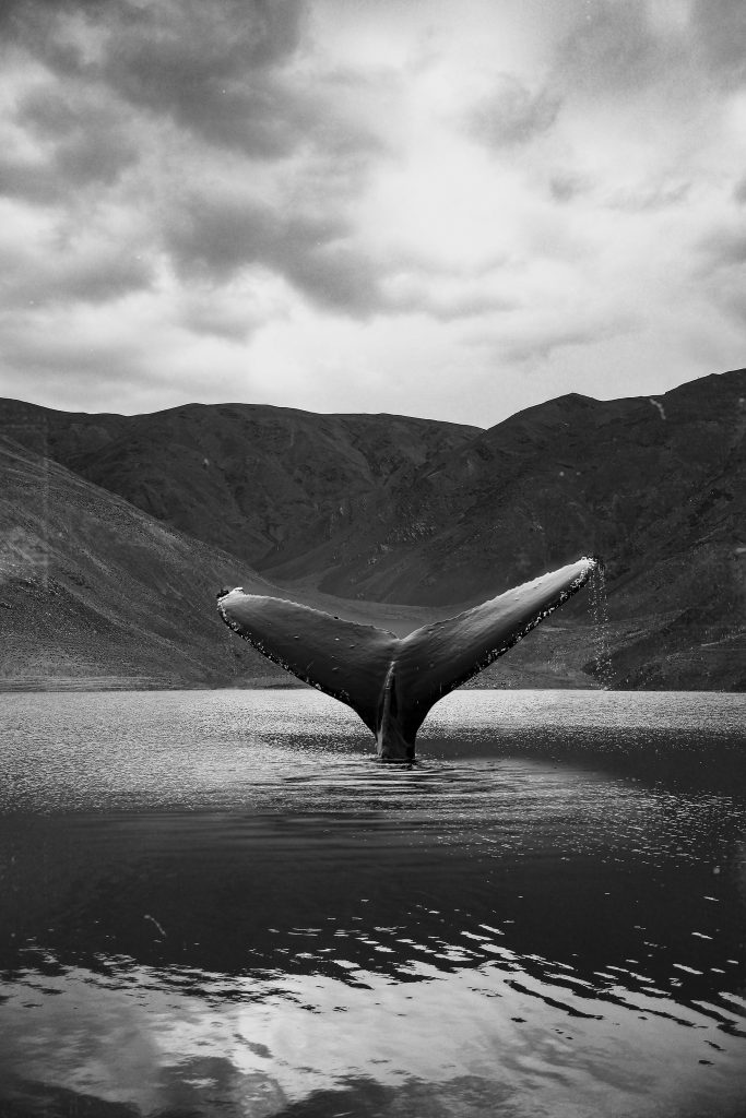 Baleine