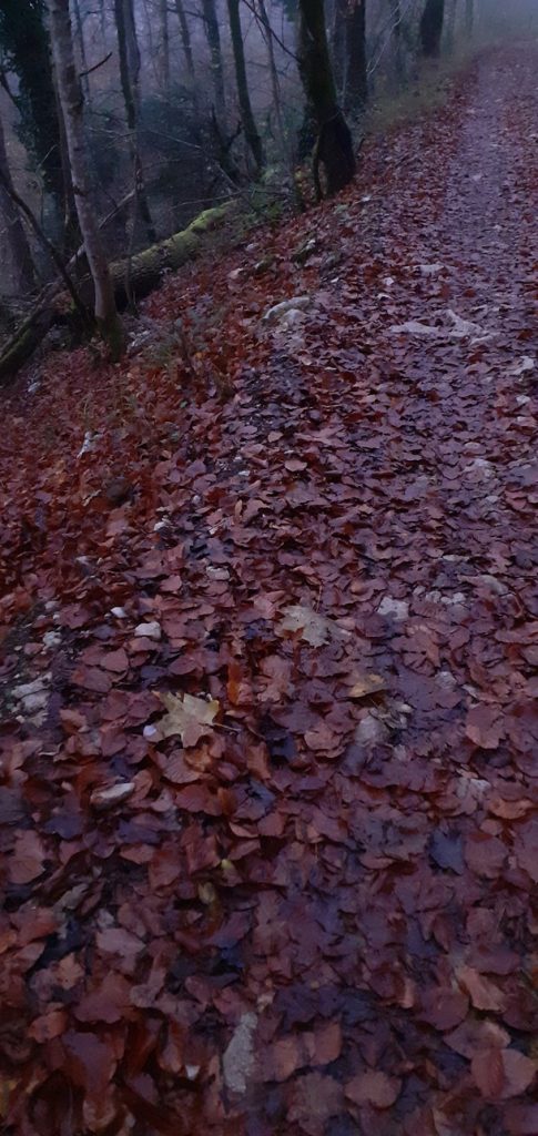 Chemin forestier