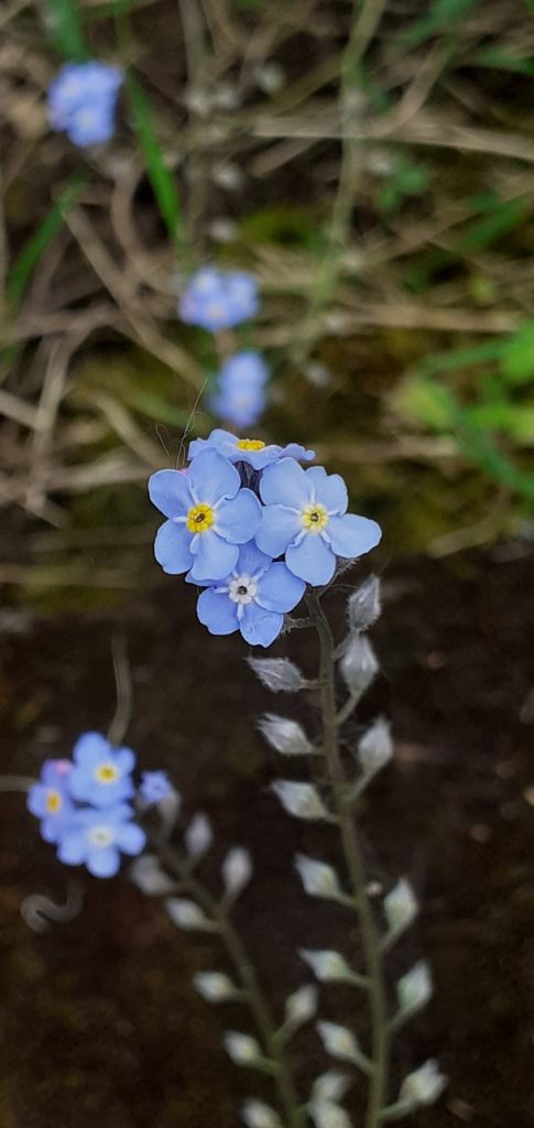Myosotis