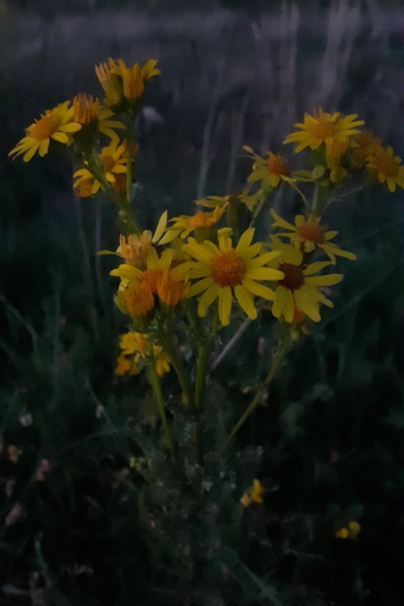 Fleurs jaunes