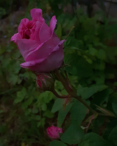 Rose rose