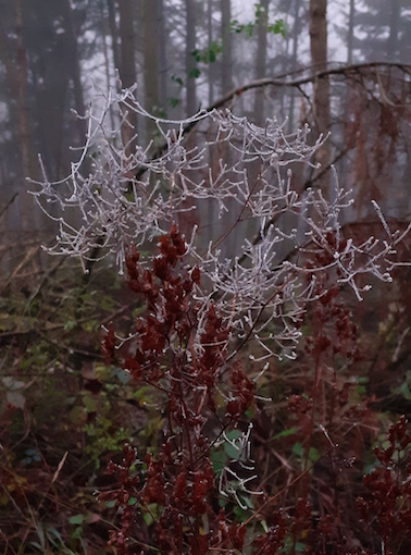 Toile d'araignée en forêt d'hiver
