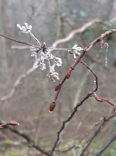Givre sur une branche