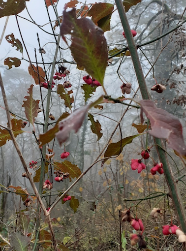 Fusain en hiver