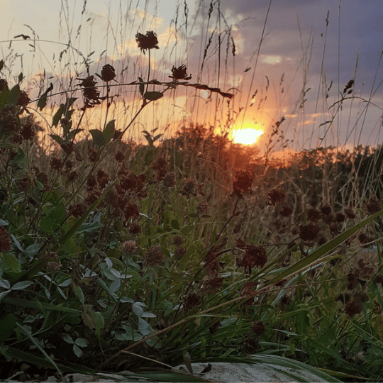 Coucher de soleil sur le jardin